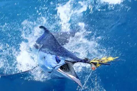Pescado marlin