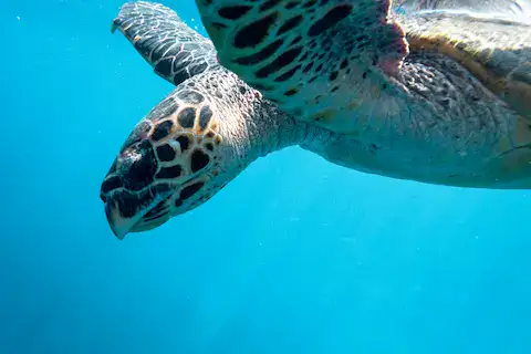 tortuga marina carey