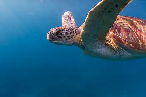 tortuga marina carey