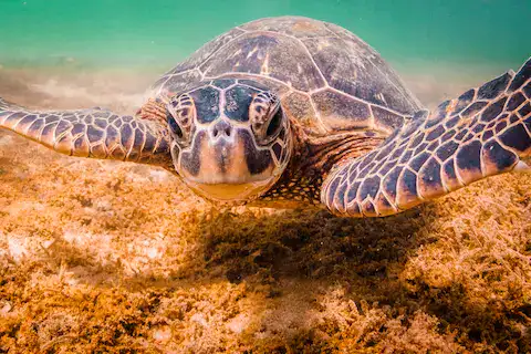 foto de tortugas