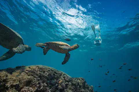 tortugas en puerto morelos