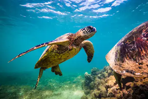 tortugas marinas