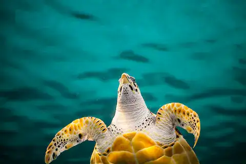 parque nacional de arrecife en puerto morelos