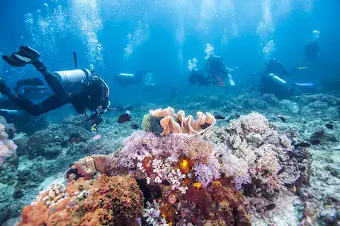 Lugares de Buceo en Puerto Morelos