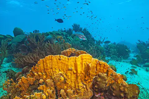 arrecife en el caribe
