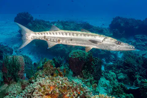 barracudas en el arrecife