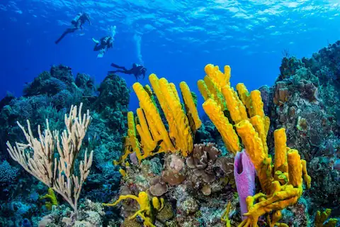 Personas realizando buceo en arrecife