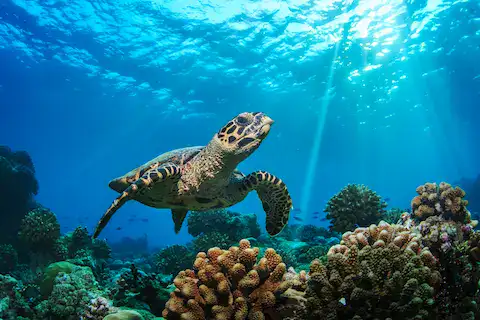 Tortuga verde en arrecife