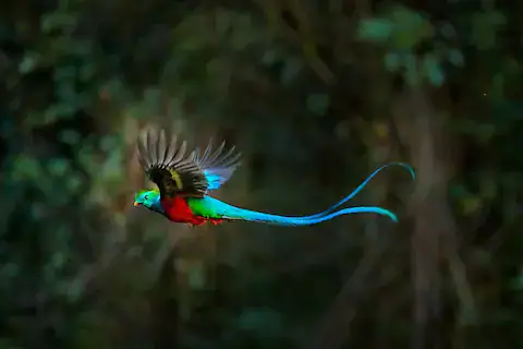 5 animales sagrados mayas