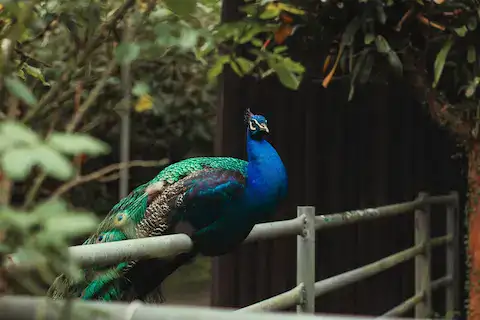 Animales adorados por los mayas