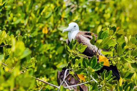 avistamiento de aves en Isla Contoy quintana roo mexico