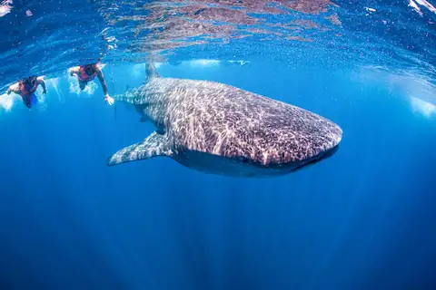 nado con tiburones ballena en quintana roo mexico