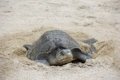 Desove de torugas en las playas