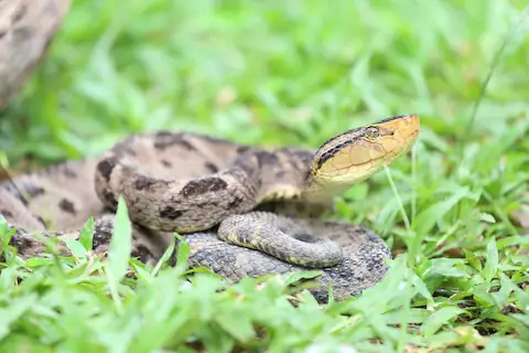 ferdelance , nauyaca real esta serpiente venenosa recibe varios nombres