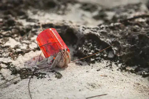 crustaceos en las orillas del mar sobre las rocas