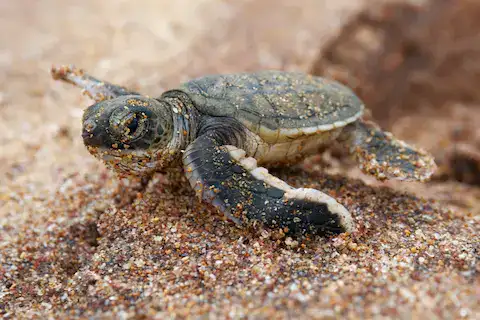 animales en la riviera maya
