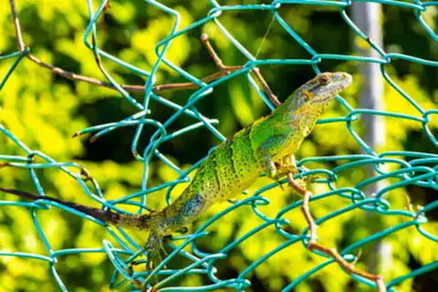 animales de la riviera maya