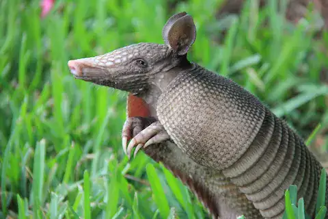 animales en maya