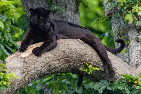 jaguar en maya