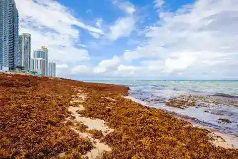el sargazo en el caribe mexicano