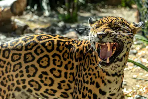 animal sagrado maya