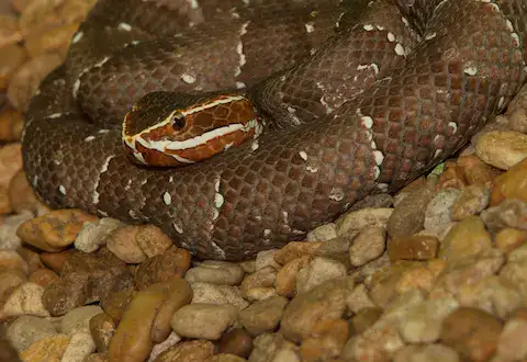 serpiente cantil de yucatan