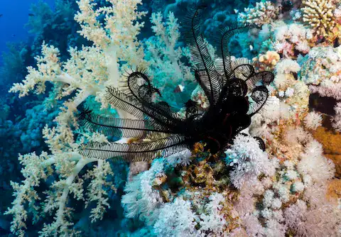 arrecifes de coral en el caribe