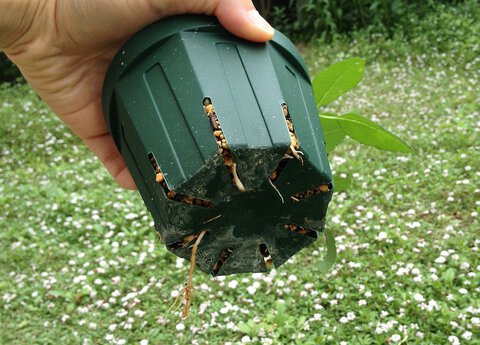 バラの挿し木鉢から根っこ