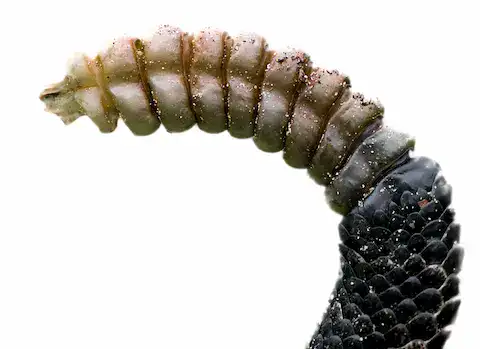 sonaja de la serpiente cascabel