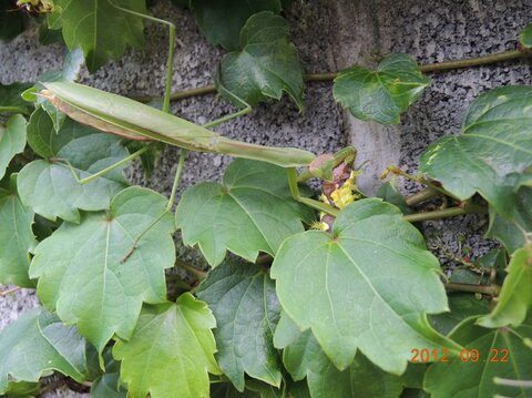 カマキリが毛虫を捕食