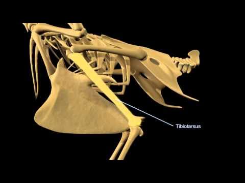 How is a Bird Skeleton Adapted for Flight