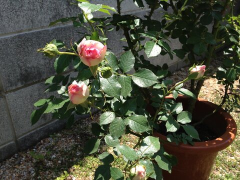 ピエールドゥロンサールの鉢苗の咲きかけ蕾