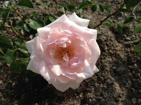 ニュードーンのお花アップ02