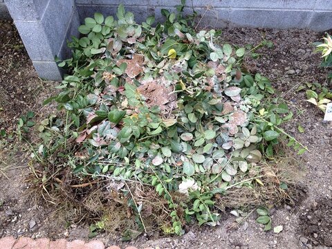 9再度油粕と苦土石灰をまく