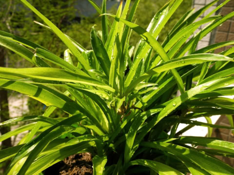 Chlorofytum