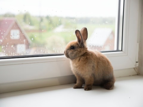 králík
