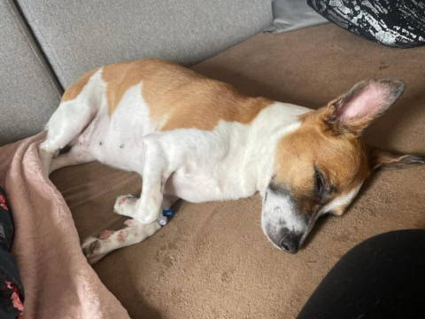 srdecni cervivost psu