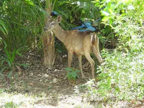 venado en peligro de extincion en las selva maya