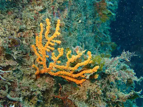 arrecife de coral