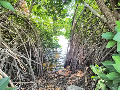 manglar en puerto morelos
