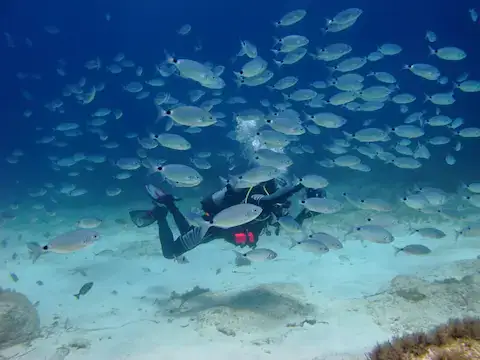 peces de colores