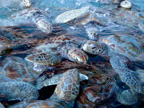 desove de tortugas marinas en quintana roo