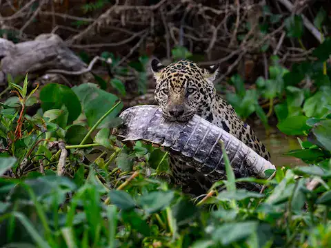 Jaguar en maya balam
