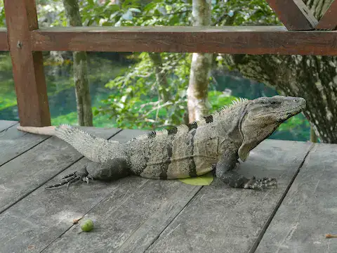 iguana en cenote