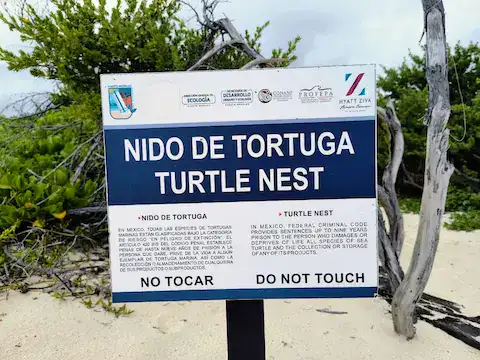 desove de tortugas