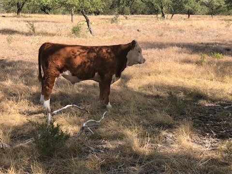 Run n Hide Ranch Gallery