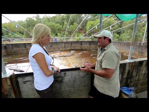 show a behind-the-scenes look at a crocodile farm