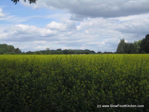 Tracklements Mustard Field
