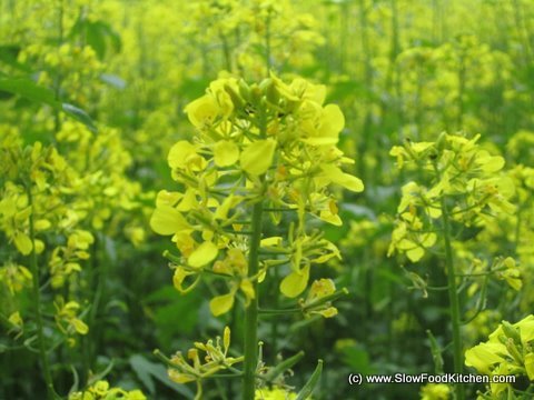 The Tracklements Company Mustard Farm