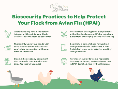 How to Disinfect Shoes from Bird Flu